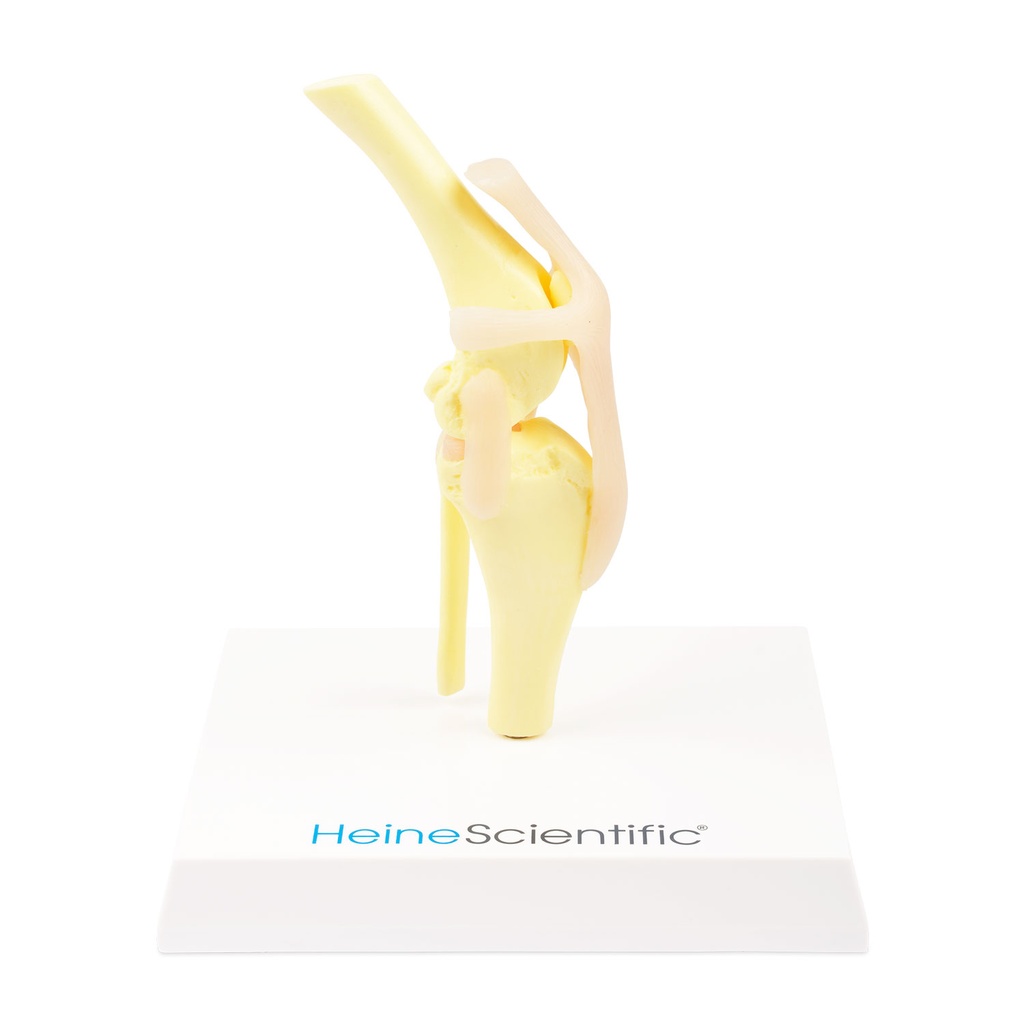 Osteo-Model Typ: kolano