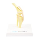 Osteo-Model Typ: kolano