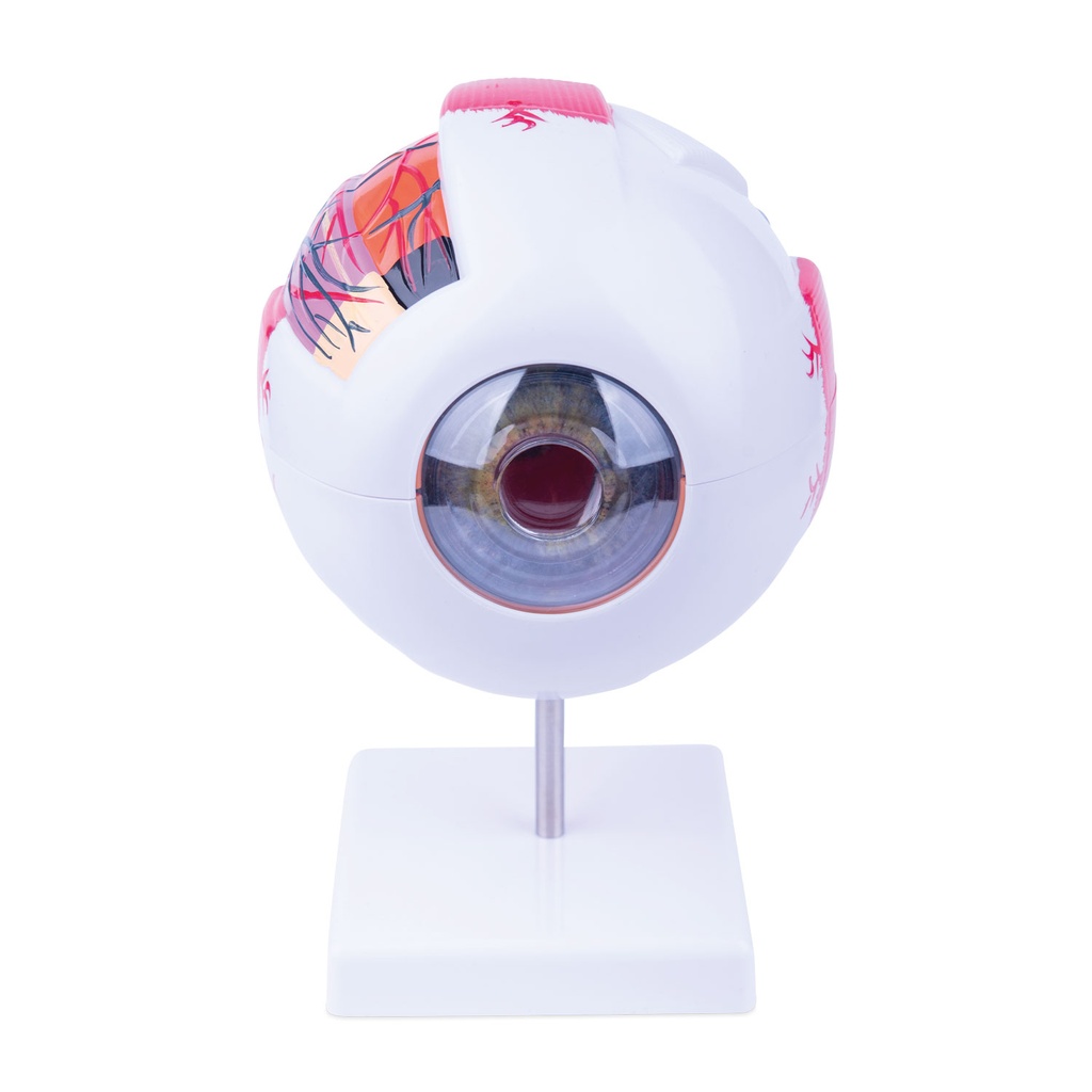 6 Częsciowy model oka. Rozm. (H z podstawą  x W x D): 22 x 16 x 18 cm