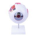 6 Częsciowy model oka. Rozm. (H z podstawą  x W x D): 22 x 16 x 18 cm